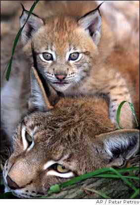 ubuntu各大发行版的动物代号