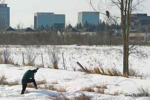 乌林鸮居住的环境