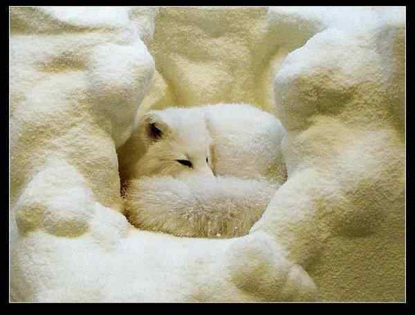 动物世界图片(下) 动物世界图片(下)