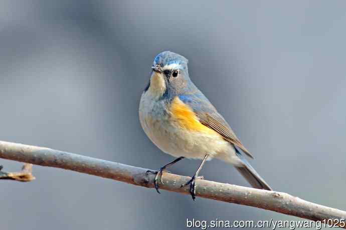 雄性红胁蓝尾鸲（29）