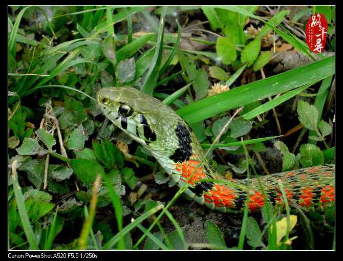 鸡冠蛇——虎斑颈槽蛇