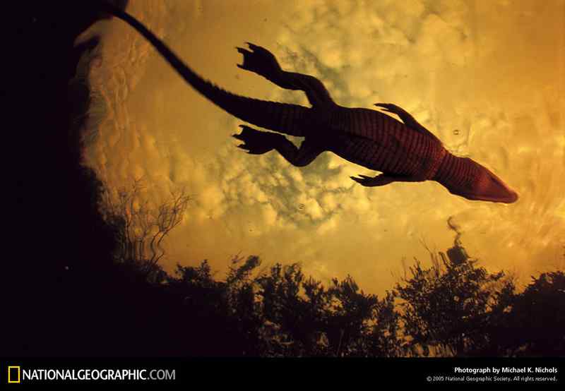 好看的动物图片(4) 好看的动物图片(4)