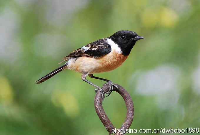 黑喉石鵖很厚道