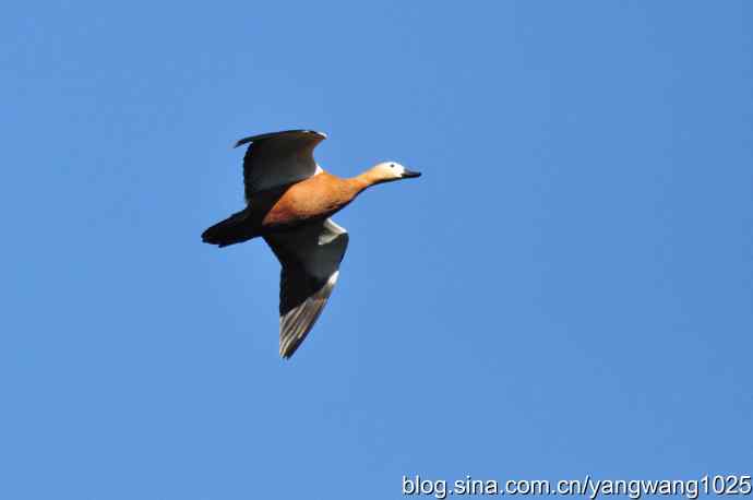 飞 wbr（赤麻鸭） wbr1