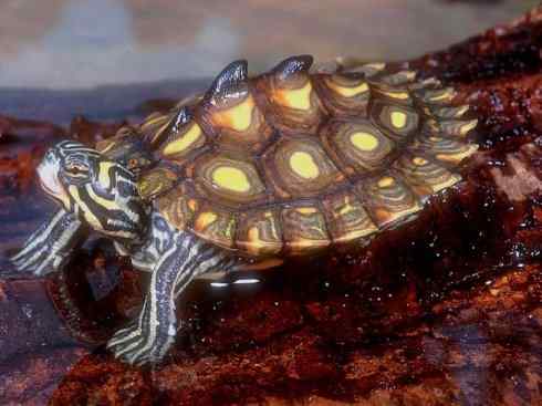 玄武：传说的兽原型探秘（水龟）