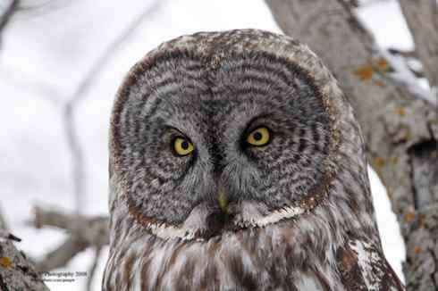 猫头鹰乌林鸮的”雷达系统”