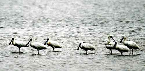 濒临绝种的动物资料大全