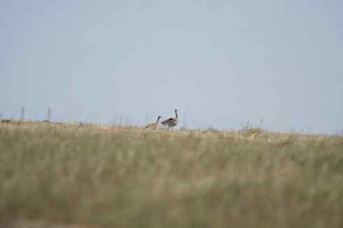 林甸的大鸨(图3张)