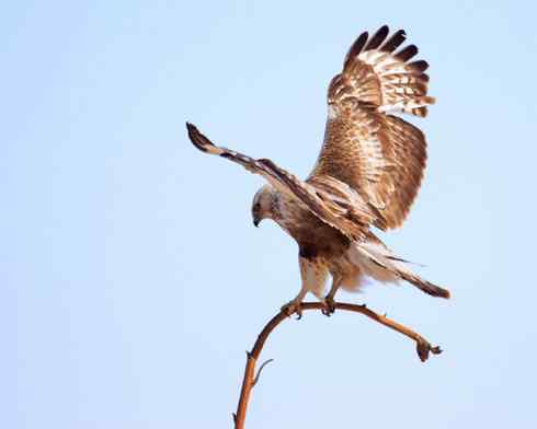 毛脚鵟休息一下