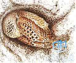 鸟类到底睡不睡觉？