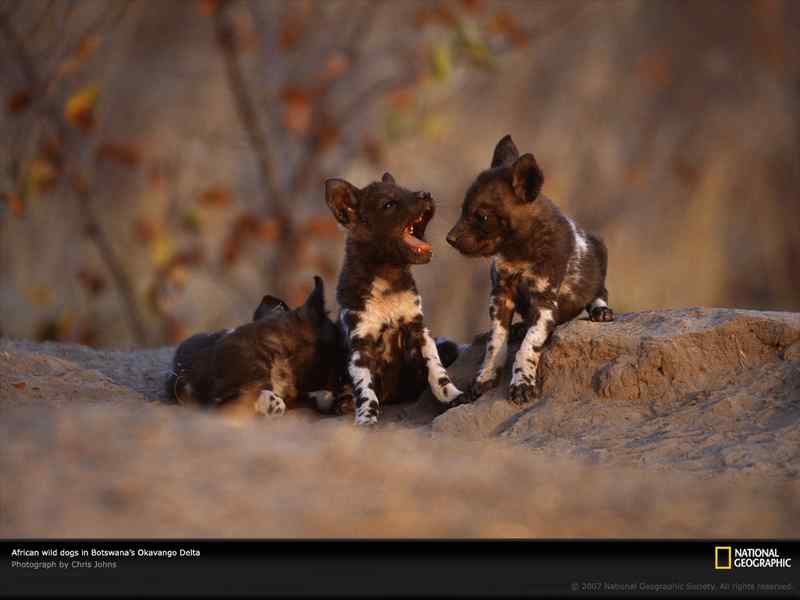 好看的动物图片(4) 好看的动物图片(4)