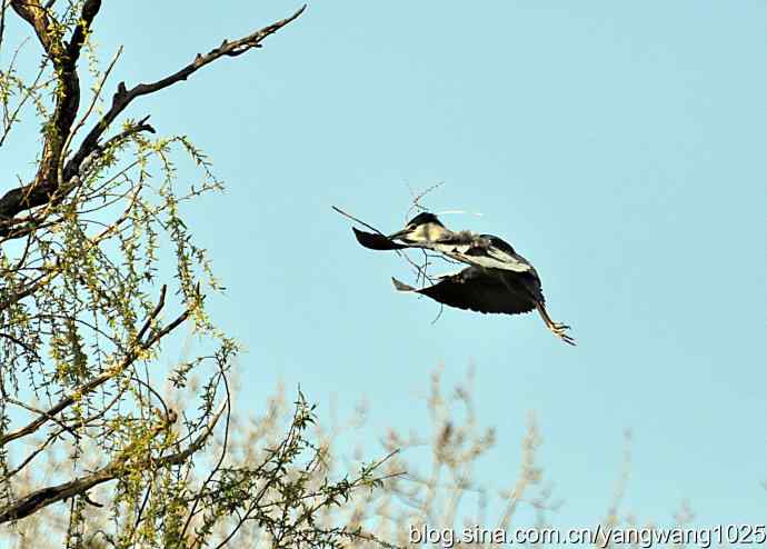 飞(夜鹭)17 飞(夜鹭)17