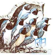 鸟类到底睡不睡觉？