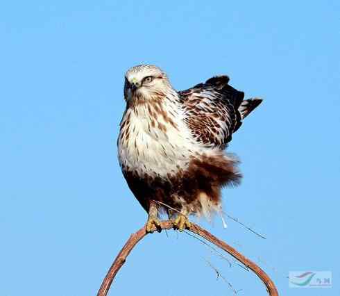 毛脚鵟休息一下