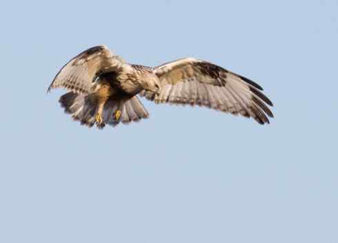 猛鸮与毛脚鵟比邻而居