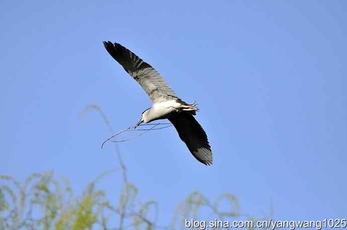 飞(夜鹭)17 飞(夜鹭)17