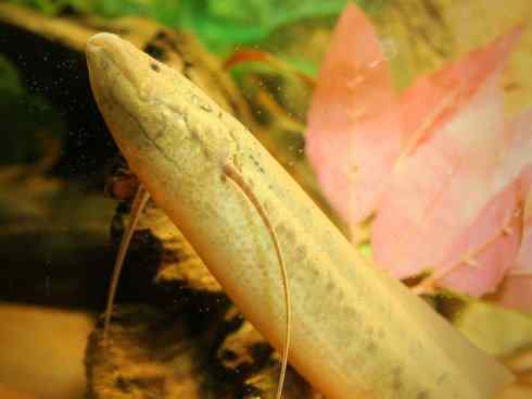 鱼类活化石：非洲肺鱼