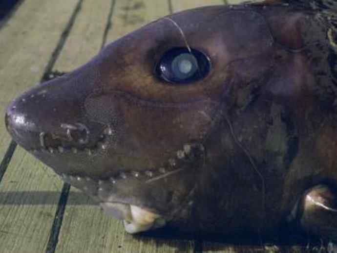 鱼类活化石：长吻银鲛