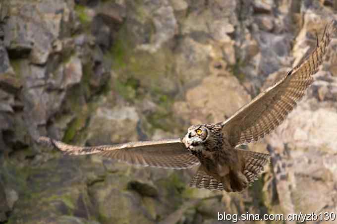 终于拍到大雕神猫了鈥斺敱贝骱有菁俚谒摹⑽逄欤ㄗ橥迹18张图片）