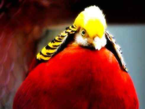 家禽驯化之源之八