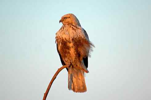 黄昏中的毛脚狂