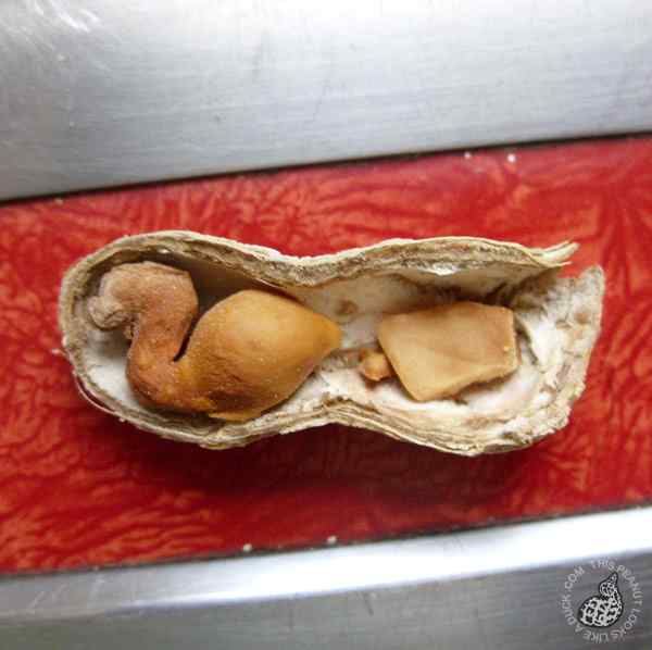 鸭样烤花生再现