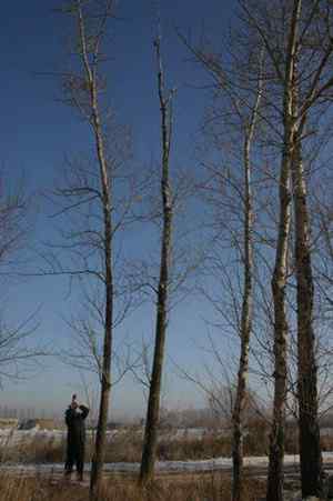 大炮对准大庆猛鸮