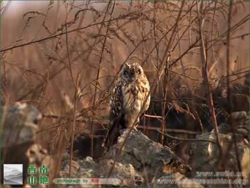 短耳鸮 Asio flammeus