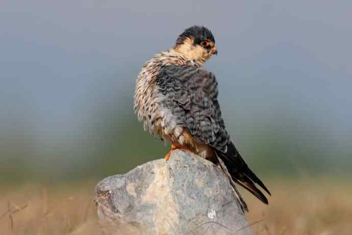 阿穆尔隼：野鸭湖黎明观猛*