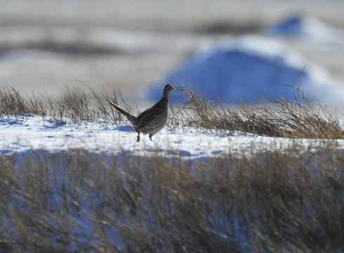 林甸的冬天——冰天雪地的鸟儿