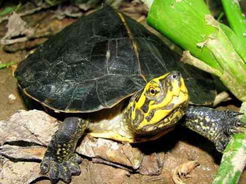 玄武:传说的兽原型探秘(潮龟) 玄武:传说的兽原型探秘(潮龟)