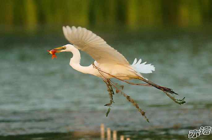飞到北京人身边的白鹭
