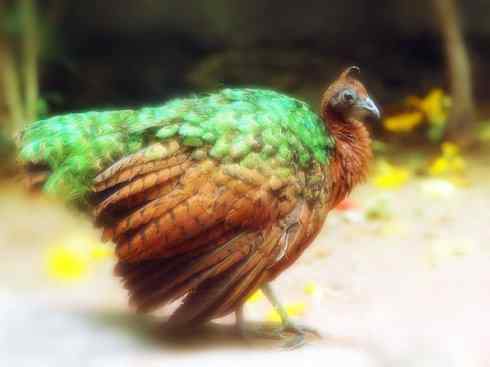 凤凰：传说中的鸟原型探秘（孔雀）