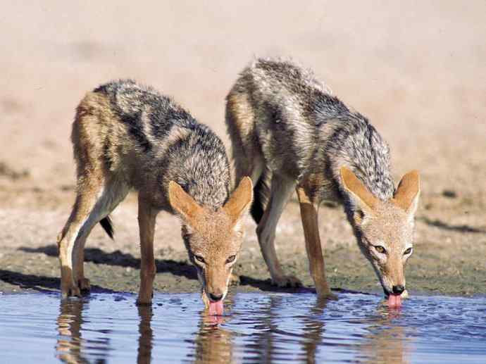 犬科：犬亚科犬属之金豺、黑背豺（胡狼类）