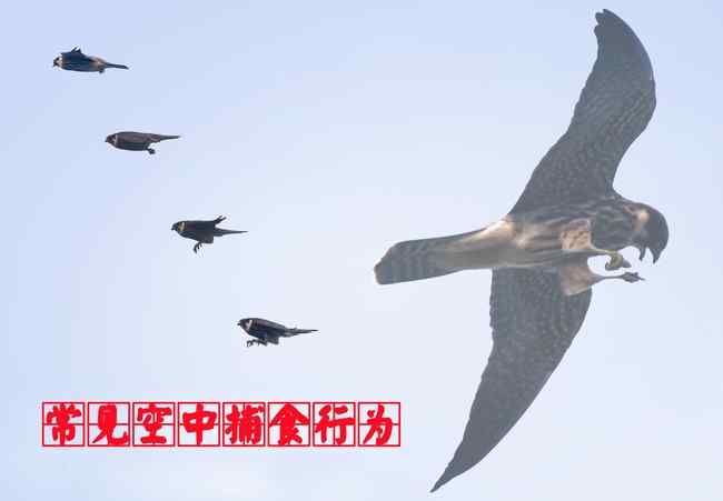 燕隼 猛禽大全——中国东部地区27种迁徙类猛禽辨识