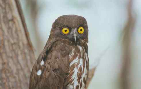 猫头鹰之鹰鸮 Brown Hawk Owl