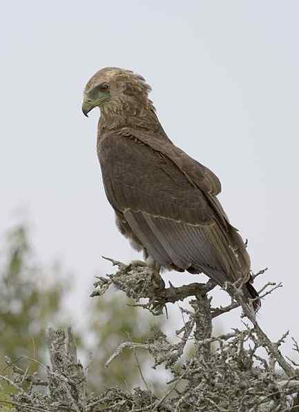 吃蛇的猛禽蛇雕——短尾雕 吃蛇的猛禽蛇雕——短尾雕
