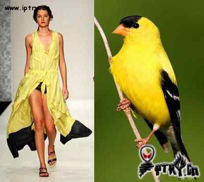 时装模特 VS 鸟儿模特 时装模特 VS 鸟儿模特