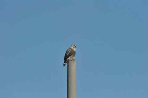 [组图]大庆红旗水库的毛脚鵟