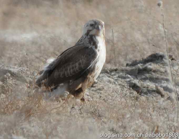 落地大鵟让偶急