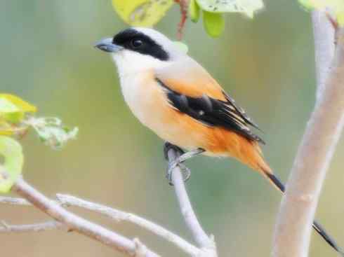 美丽无罪：雀鸟之丛伯劳