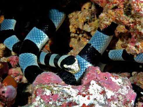 龙：传说的兽原型探秘（海蛇类）