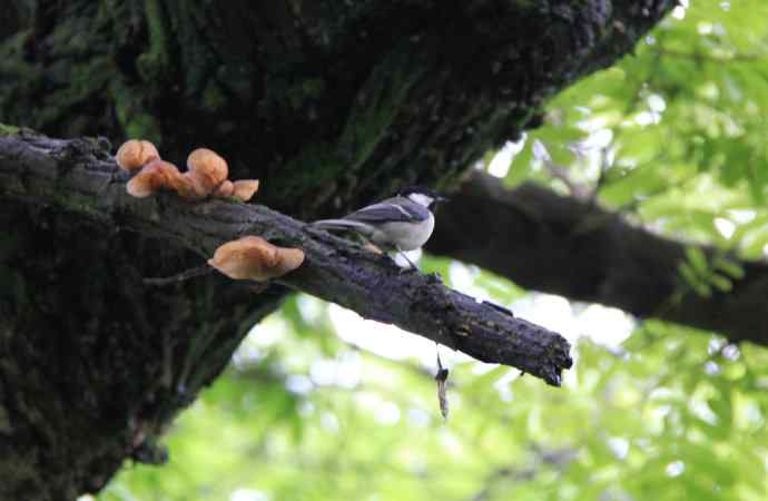 187.浙江缙云仙都农家乐（-）朱潭山鸟图