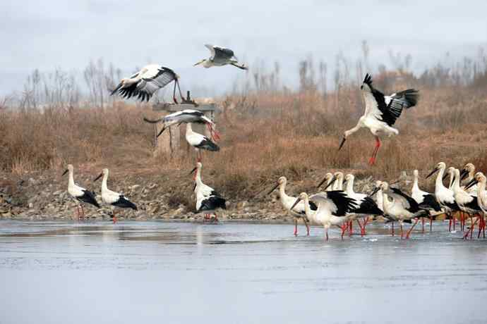 东方白鹳恭贺鈥溒飞 wbrTOP wbrLUX鈥澊罅返晔⒆捌裟