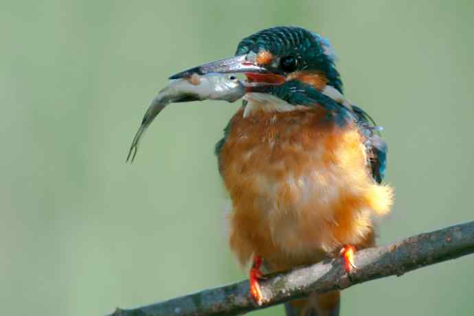 翠鸟宴鱼图 翠鸟宴鱼图