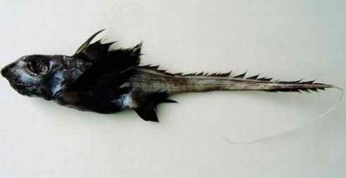 鱼类活化石：长吻银鲛