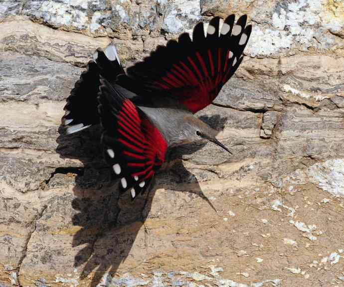 山崖蝶舞.红翅雀