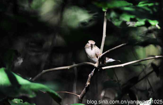 红喉姬鹟(17) 红喉姬鹟(17)