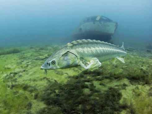 鱼类活化石:中华鲟 鱼类活化石:中华鲟