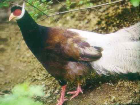 家禽驯化之源之五